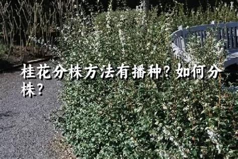 桂花分株